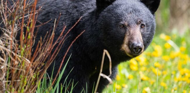 Black Bear iStock-Jillian Cooper 1295118322
