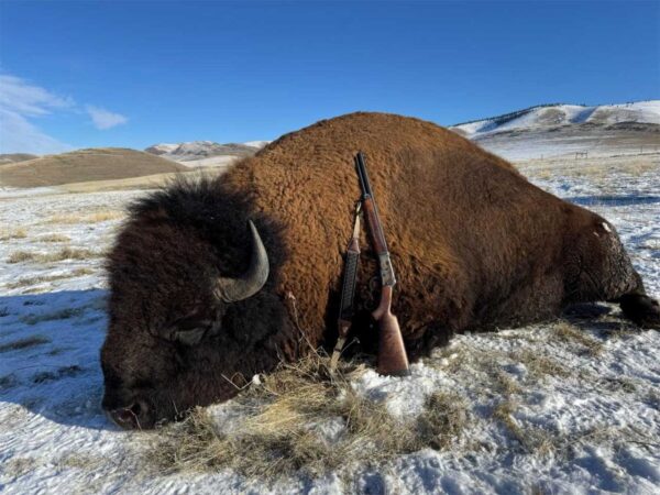 Buffalo Bison Big Gane hunting IMG Big Horn Armory