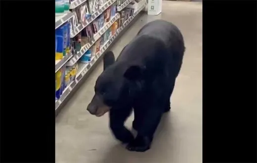 adult black bear wandered into a Dollar General store in Vernon, NJ